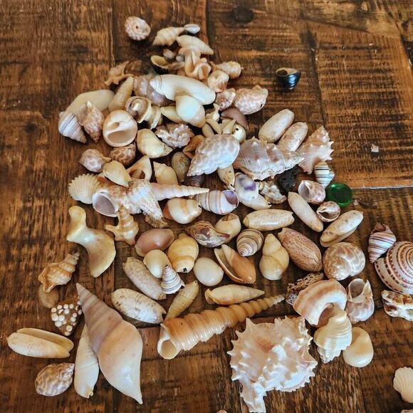 Large bundle of natural seashells barnacle starfish hermit scallop conch cerithi - Picture 13 of 14